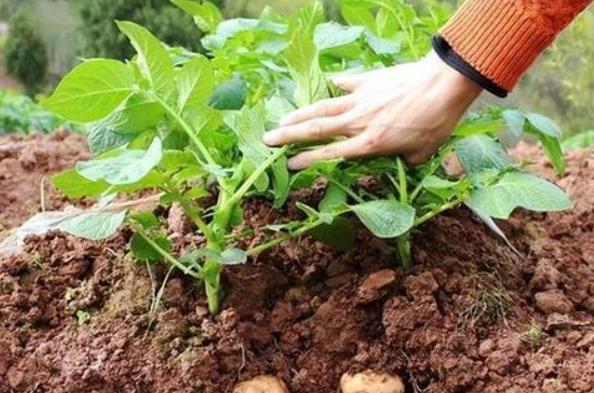 <b>高山土豆的种植注意事项，避免常见问题实现高效种植</b>