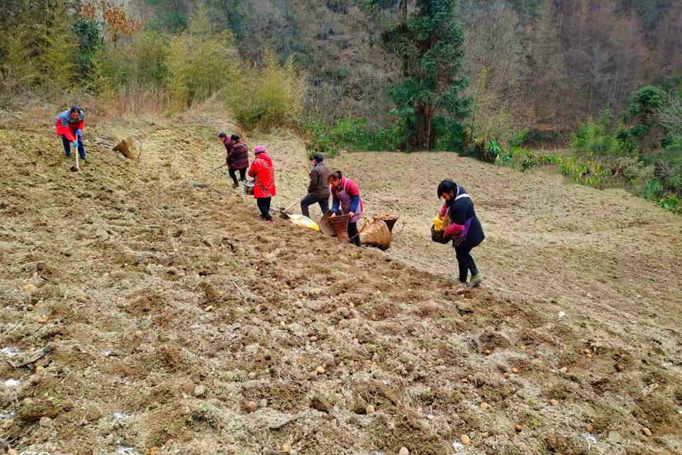 高山土豆的种植注意事项，避免常见问题实现高效种植