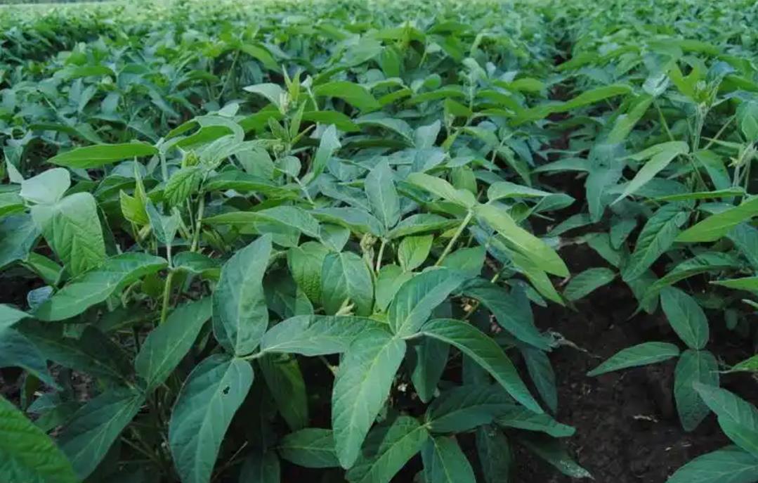 有机黑豆的田间种植生长记，从播种到丰收的过程揭秘