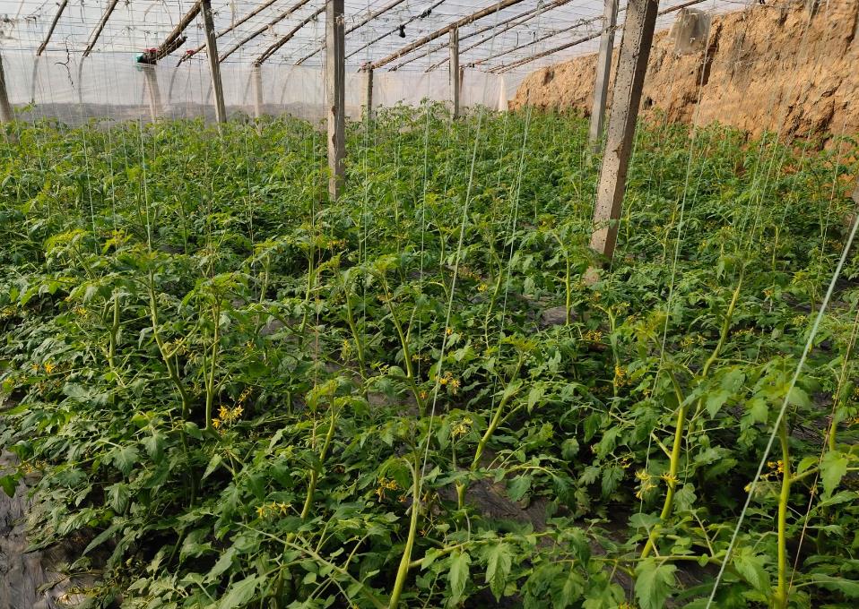 贝贝圣女果种植技巧，科学选种到采收指南