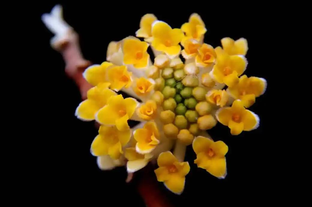 结香花长什么样子，有什么功效和价值？