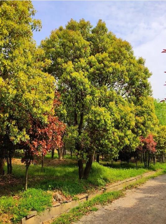 春日樱花、秋日枫叶……盘点那些不可错过的观光乔木植物