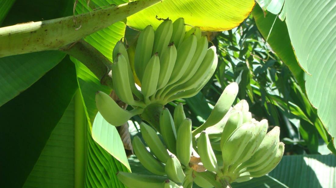 芭蕉树和香蕉树有什么区别和特征？