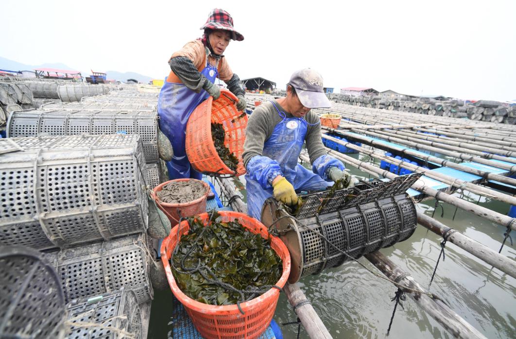 探索海参养殖多样化的养殖方法与技巧