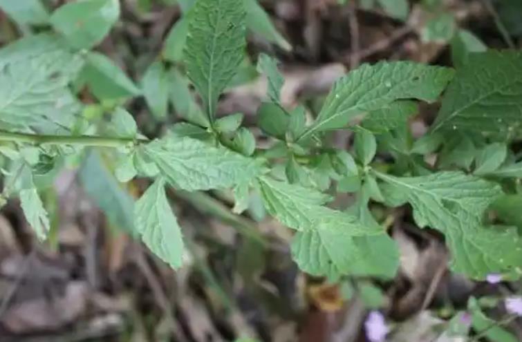 伤寒草是什么植物，有什么价值和特征？