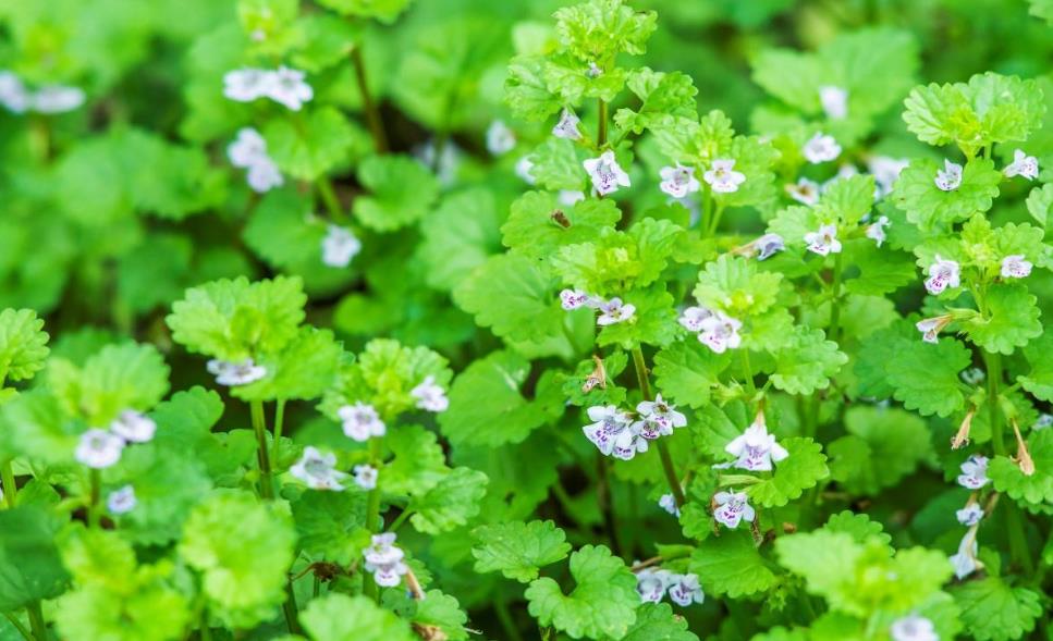 探索连钱草-清热解毒、利湿通淋的自然良药植物