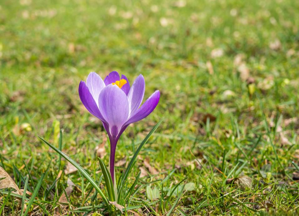 藏红花冬季耐寒吗？怎么养护和管理？