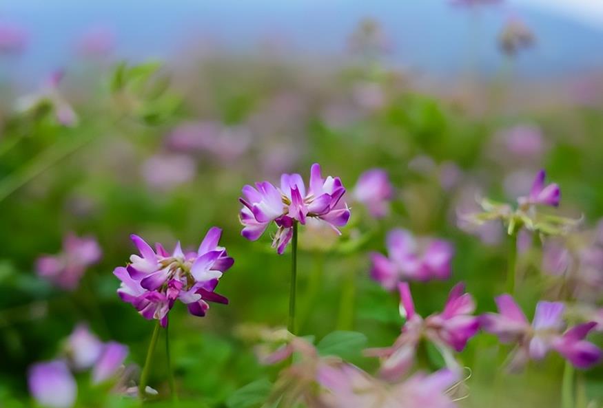 <b>红花草种植攻略，助你打造美丽花海</b>