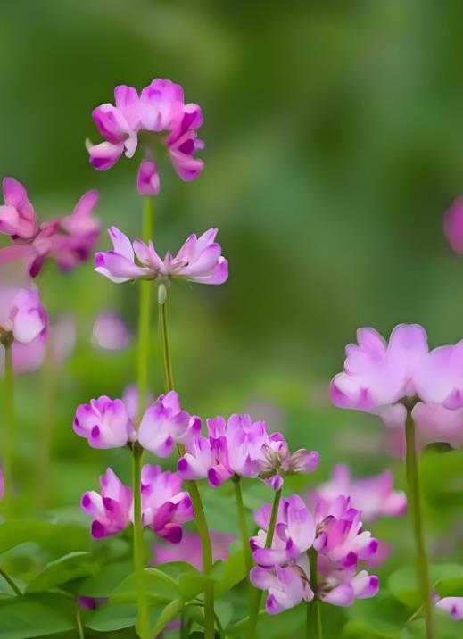 红花草种植攻略，助你打造美丽花海