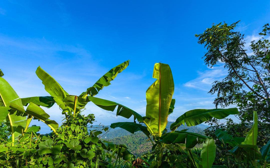 <b>高山香蕉的种植技术与管理要点详解</b>