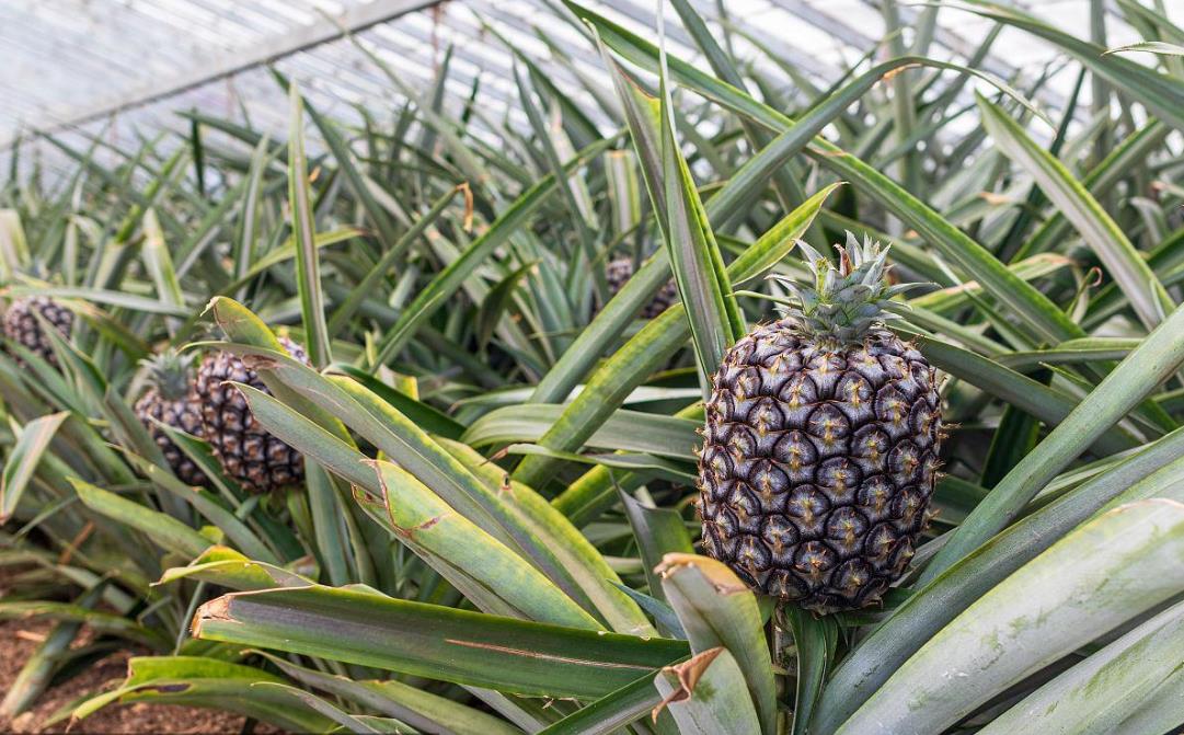 冬天大棚也能种菠萝？种植技巧大揭秘