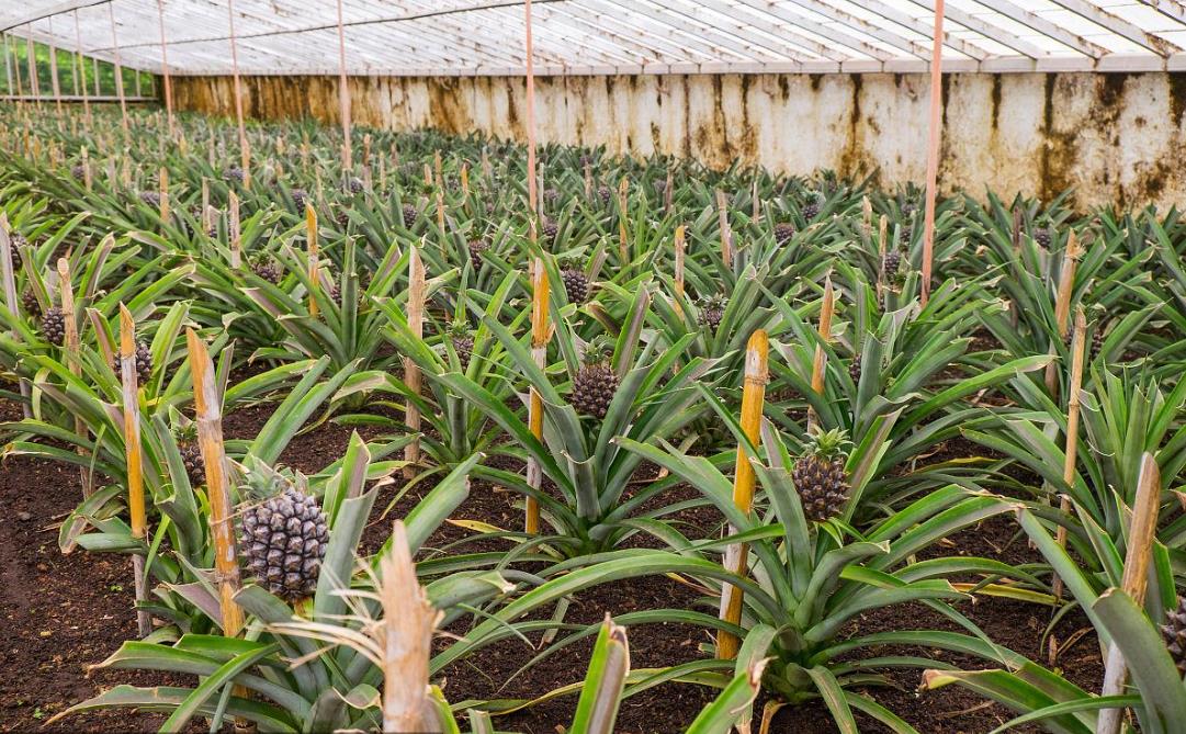 冬天大棚也能种菠萝？种植技巧大揭秘