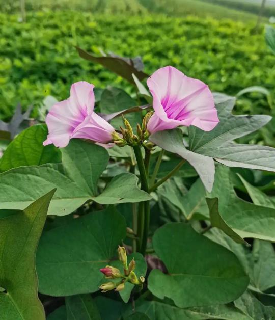 番薯花—从田间到心灵大自然的美丽使者