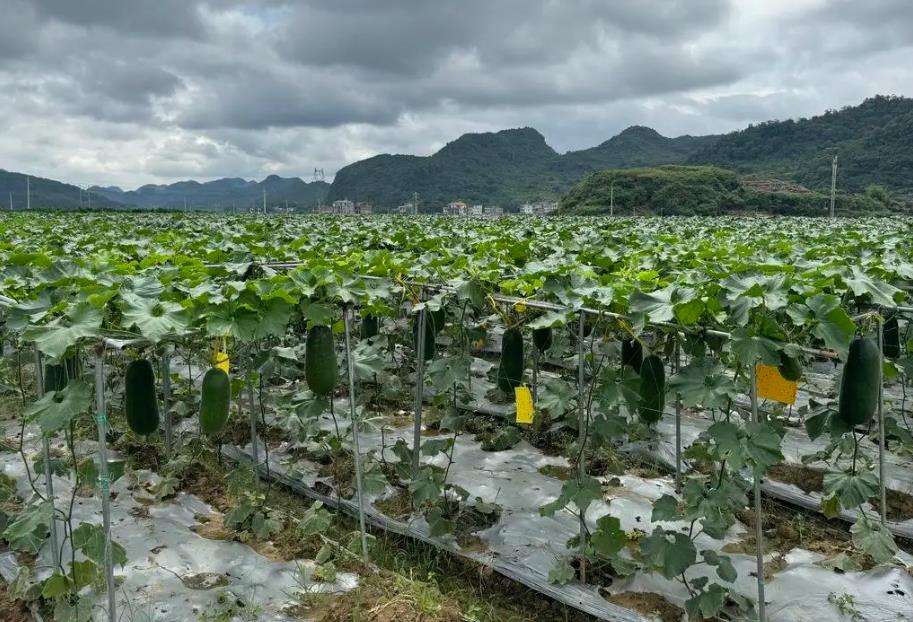 哪些地方冬瓜产量最高？盘点冬瓜种植区域