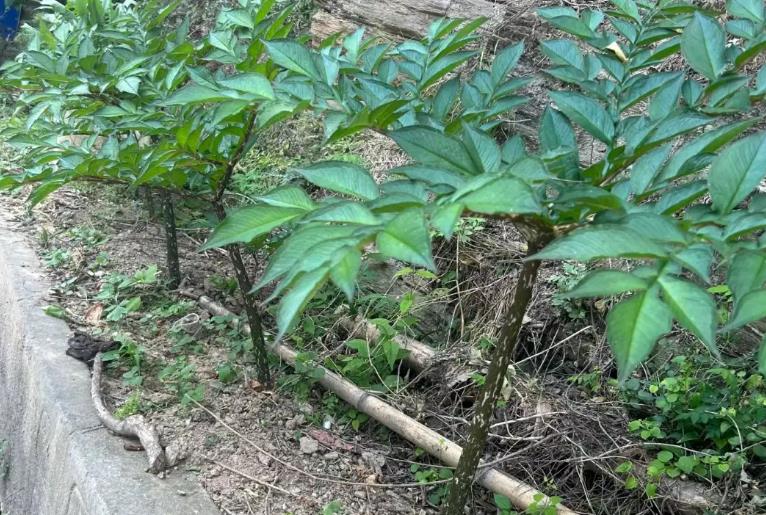 魔芋种植使用的安全高效除草剂和农药揭秘