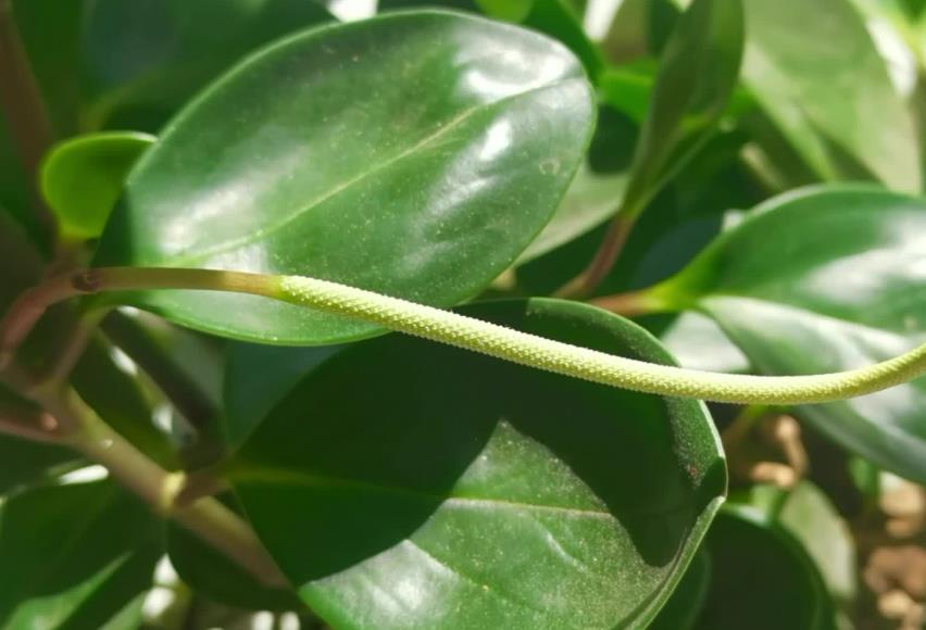 圆叶椒草开花吗？养护技巧与开花奥秘分享