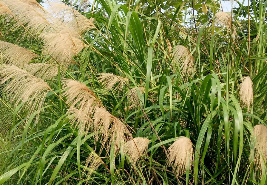 五节芒是什么植物，有什么用途？