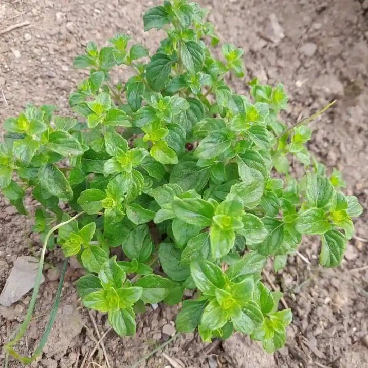 牛至是什么植物，怎么养殖打造香草小花园