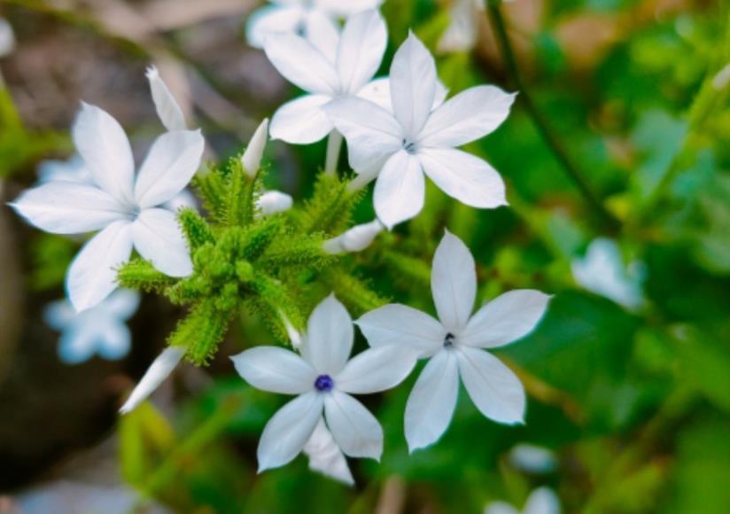 白雪花花期多长，室内怎么养殖？