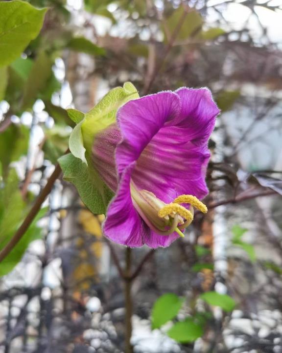 电灯花的花期开花时刻与室内养殖要点