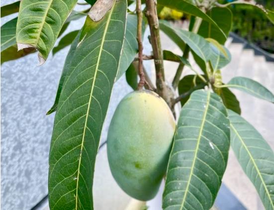 芒果核也能种盆栽？种植芒果核变盆栽的秘诀