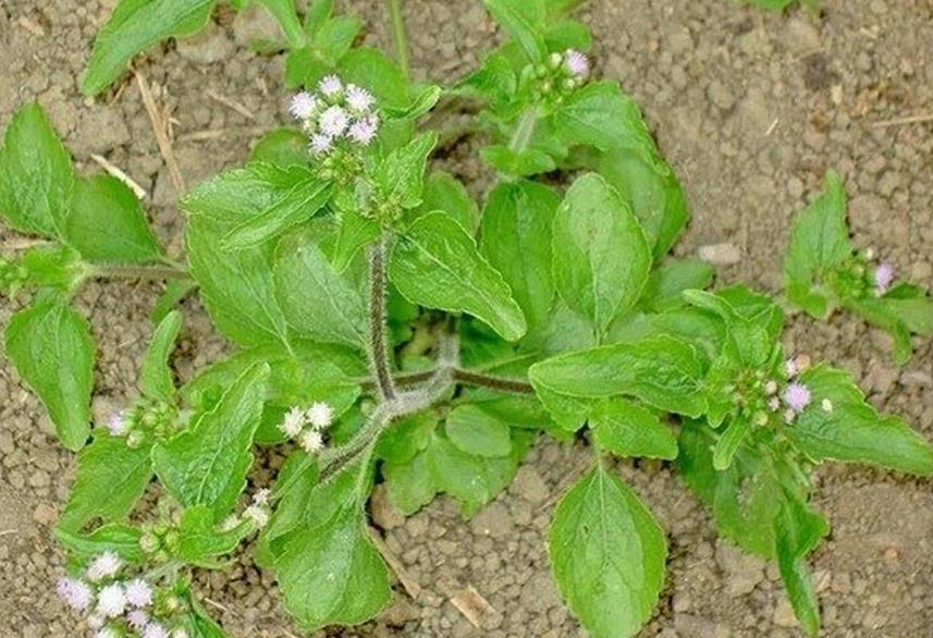 霍香蓟-雅致药草的多彩世界与实用价值揭秘