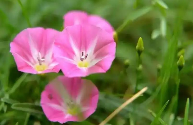 田旋花与牵牛花的美丽区别，如何在家院打造绚烂花田？