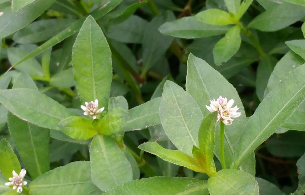 空心莲子草什么环境地方可以种植，有什么药用价值？