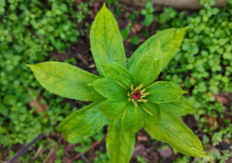 七叶一枝花是什么植物，哪些地方可以种植？