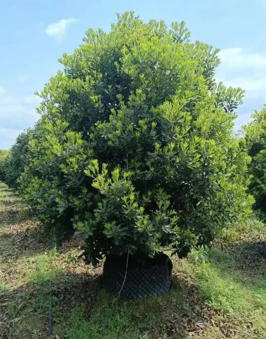 杨梅树苗冬天能移栽吗？专家讲解种植秘籍