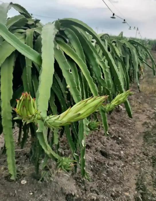 种植火龙果用什么肥料最好？