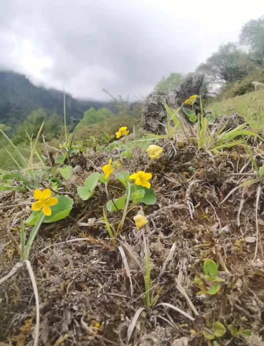 双花堇菜是什么植物，生长在哪些地方?