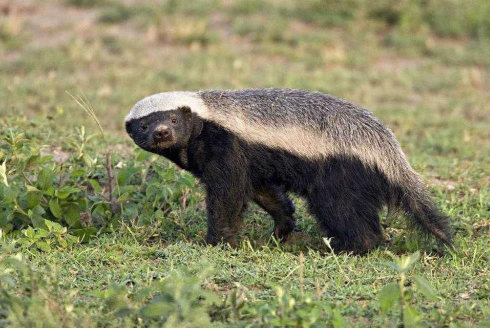 蜜獾是什么动物，有什么特点?