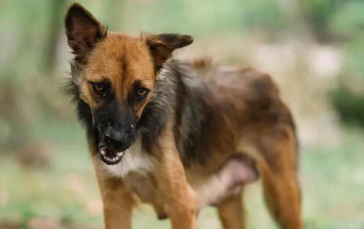 狂犬病“宿主”揭秘：哪些动物可能携带狂犬病毒？