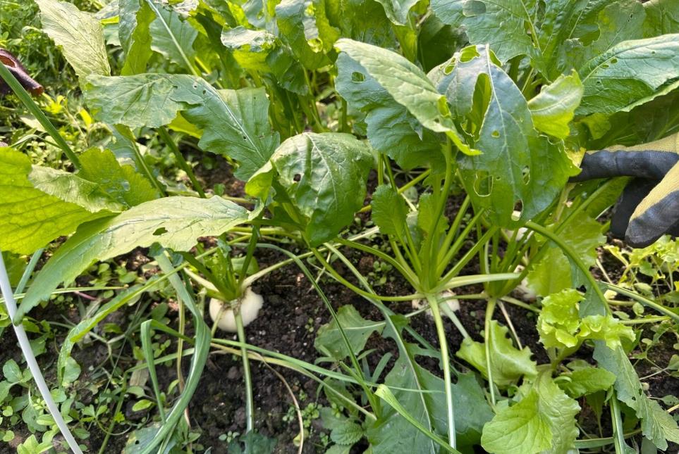 芜菁种子播种时机揭秘：春季与秋季的最佳选择