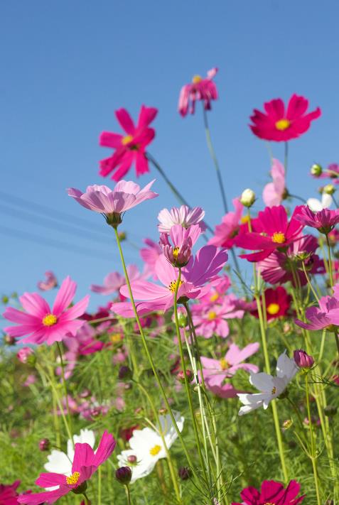 藏族文化中的格桑花花语：吉祥、美好与坚韧不拔的寓意化身