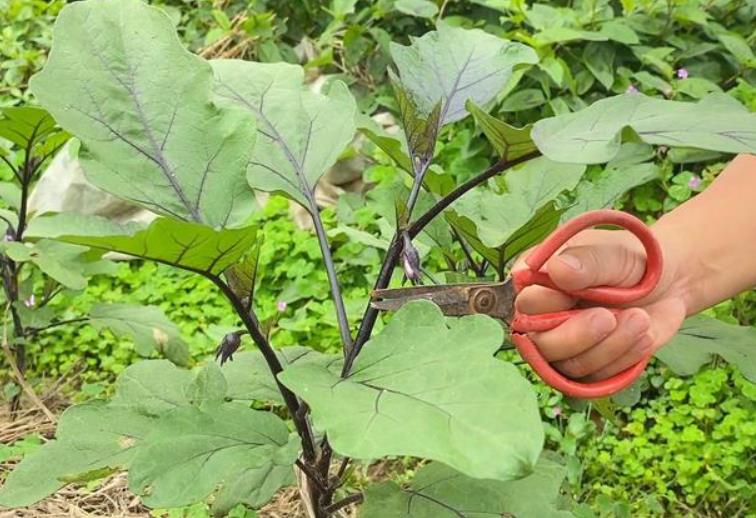 茄子种植技巧：如何正确修枝打叉提高产量