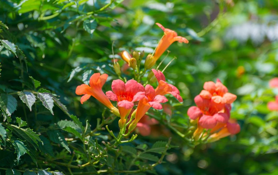 凌霄花什么时候开花，怎么造型好看？