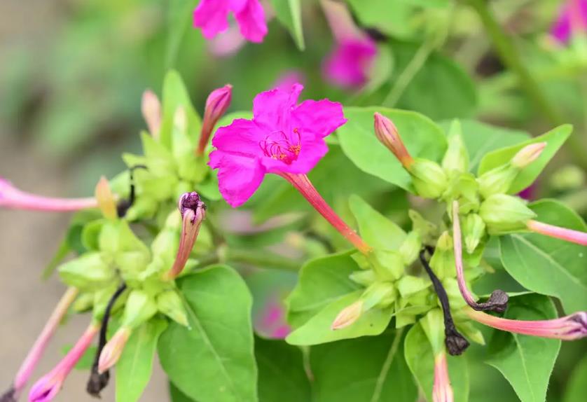 紫茉莉花语揭秘：贞洁、质朴与纯洁之爱的寓意象征